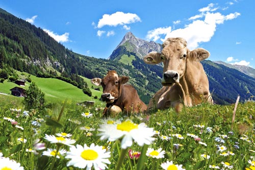 Südtirol Tirol Urlaubssuche