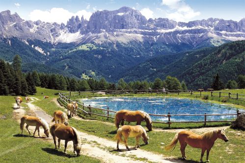 Rosengarten mit Haflinger