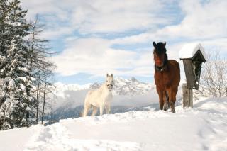 Hafling Pferde Winter Hafling Pferde Winter