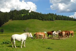 Haflinger im Ridnauntal