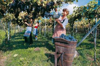 Weinernte Südtirol